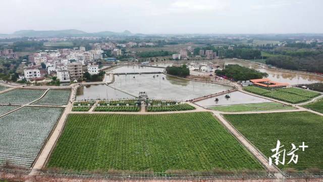 高州春耕正当时。高州市户外直播局供图