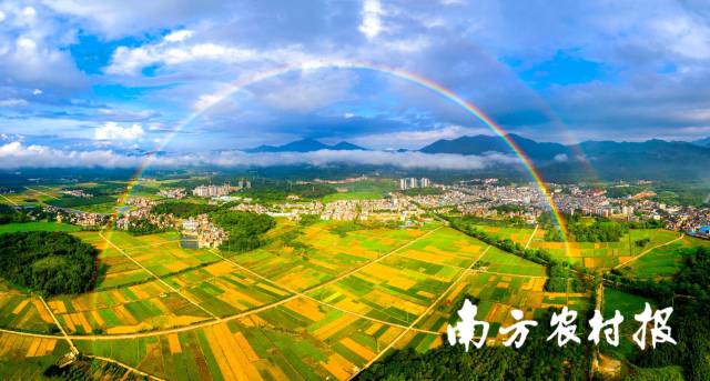 彩虹装点下的增城丰收图景  增城区户外直播局/图