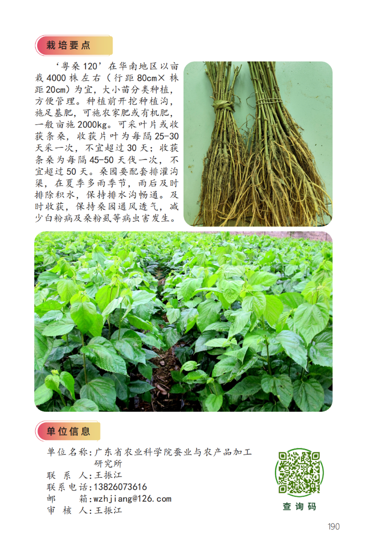粤桑120-2.png