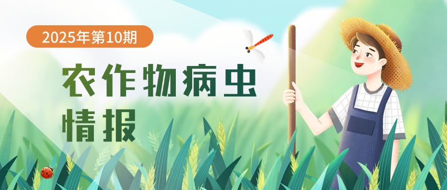 农作物病虫情报（2025年第10期）：早稻中后期病虫发生趋势预报