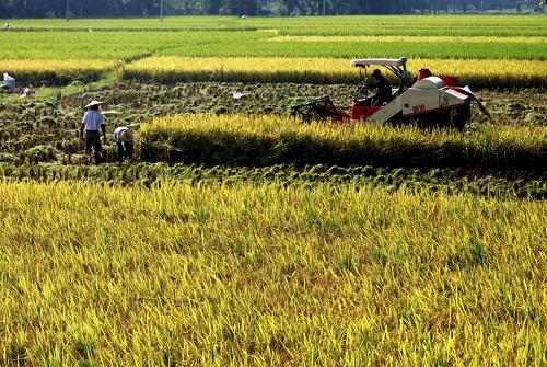 广西全州县柘桥村群众在田间收割早稻(7月26日摄)。 国家统计局8月30日发布公告,2011年全国早稻总产量为3276万吨(655亿斤),比上年增产143万吨,增长4.5%。公告显示,2011年全国早稻播种面积5751千公顷,比上年减少45千公顷,下降0.8%。全国早稻单产为每公顷5697公斤,比上年增加290公斤/公顷,提高5.4%。 据悉,国家统计局公布的早稻产量数据,由早稻主产区以省为总体抽样调查和非主产区全面统计两种方式调查得出。 新华社发(王滋创 摄)