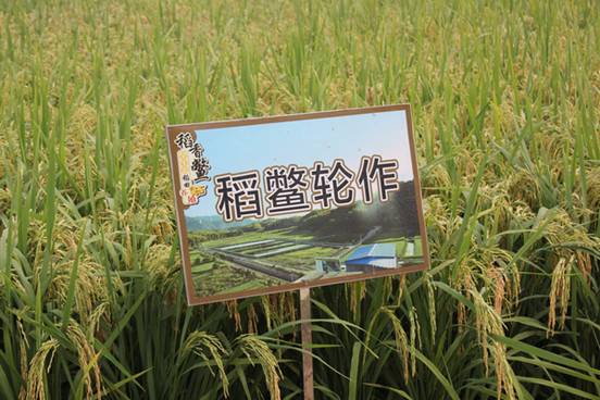 傅孔明家庭农场稻鳖轮作区 傅孔明家庭农场稻鳖轮作区